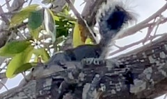 Sciurus yucatanensis