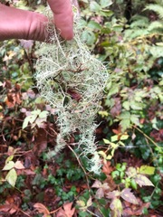 Usnea flavocardia