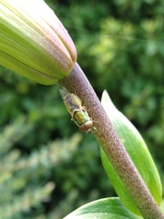 Odontomyia decipiens