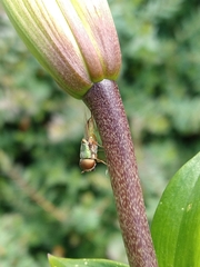 Odontomyia decipiens