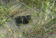 Pyxicephalus adspersus