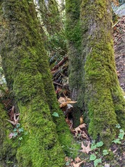 Homalothecium fulgescens