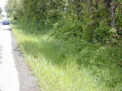 Lathyrus holochlorus