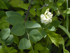 Lathyrus holochlorus