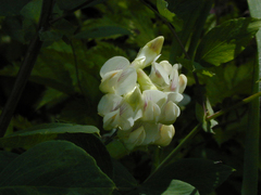 Lathyrus holochlorus