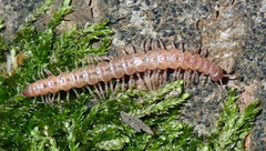 Schizoturanius clavatipes