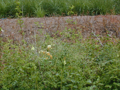 Lathyrus holochlorus
