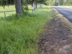 Lathyrus holochlorus