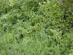 Lathyrus holochlorus