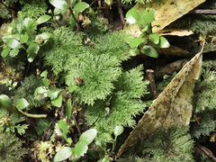 Dendrohypopterygium filiculiforme