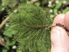 Dendrohypopterygium filiculiforme