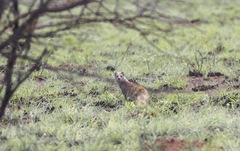 Cynictis penicillata