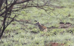 Cynictis penicillata