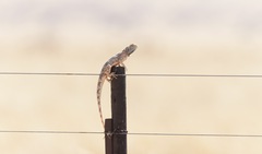 Agama aculeata aculeata