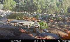 Zonotrichia leucophrys