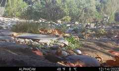 Zonotrichia leucophrys