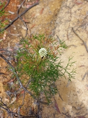 Petrophile sessilis