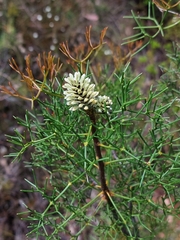 Petrophile sessilis
