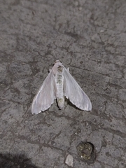 Palpita flegia