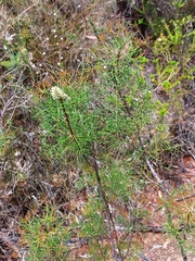 Petrophile sessilis