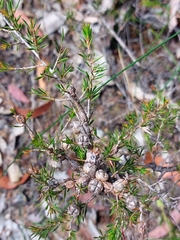 Leptospermum arachnoides