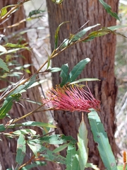Grevillea longifolia