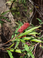 Grevillea longifolia