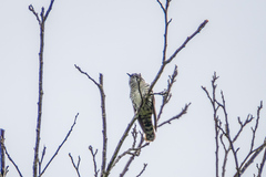 Chrysococcyx lucidus