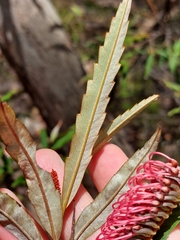 Grevillea longifolia