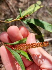 Grevillea longifolia