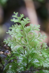 Hymenophyllum demissum