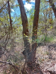 Grevillea longifolia