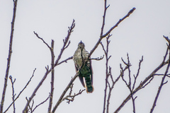 Chrysococcyx lucidus