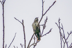 Chrysococcyx lucidus