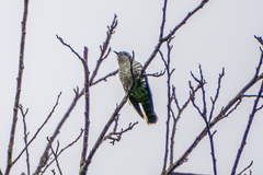 Chrysococcyx lucidus