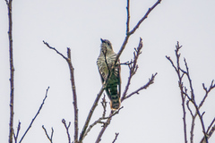 Chrysococcyx lucidus