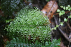 Hymenophyllum demissum
