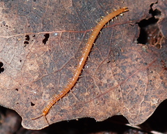 Strigamia pusilla