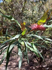 Grevillea longifolia