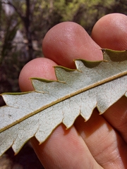 Grevillea longifolia