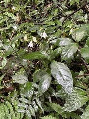 Codonacanthus pauciflorus