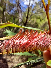 Grevillea longifolia