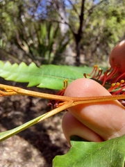 Grevillea longifolia