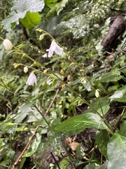 Codonacanthus pauciflorus