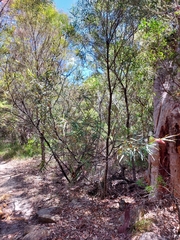Grevillea longifolia