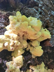 Laetiporus sulphureus
