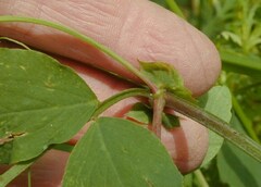 Lathyrus holochlorus