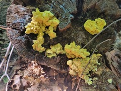 Laetiporus sulphureus