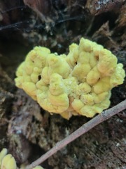 Laetiporus sulphureus