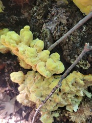 Laetiporus sulphureus